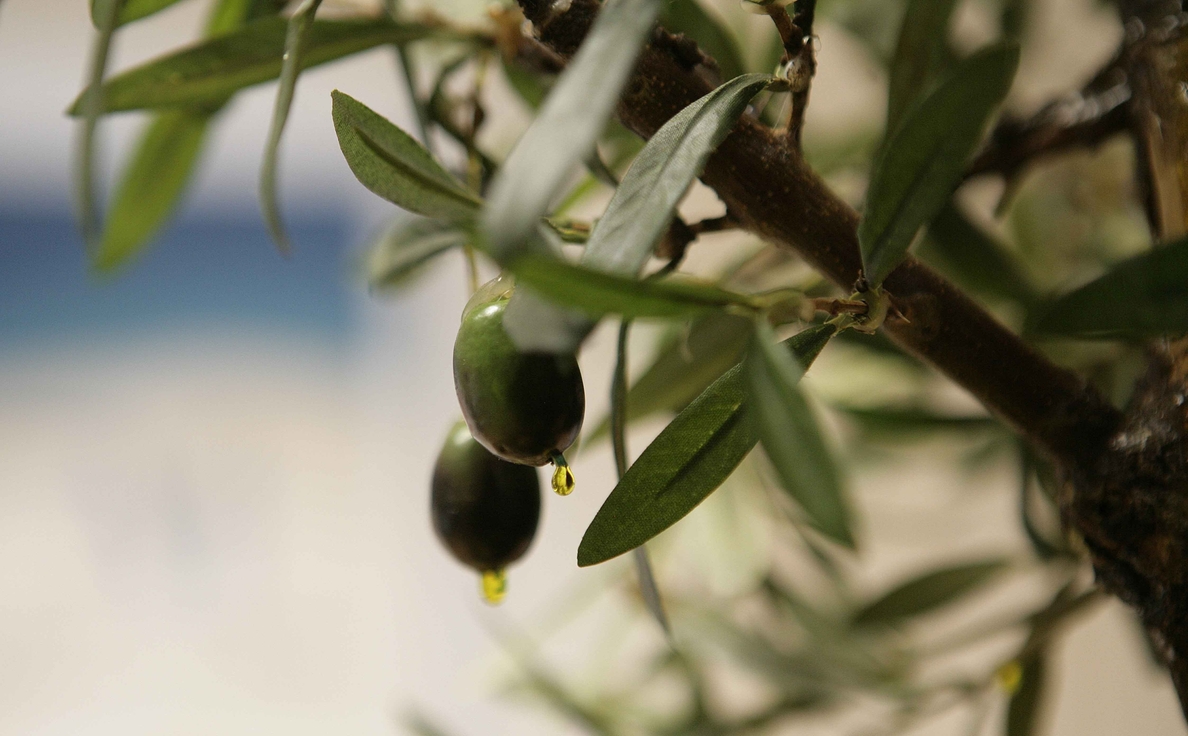 El Supremo permite a una mujer que cultiva un olivar para el consumo de su familia seguir cobrando el paro