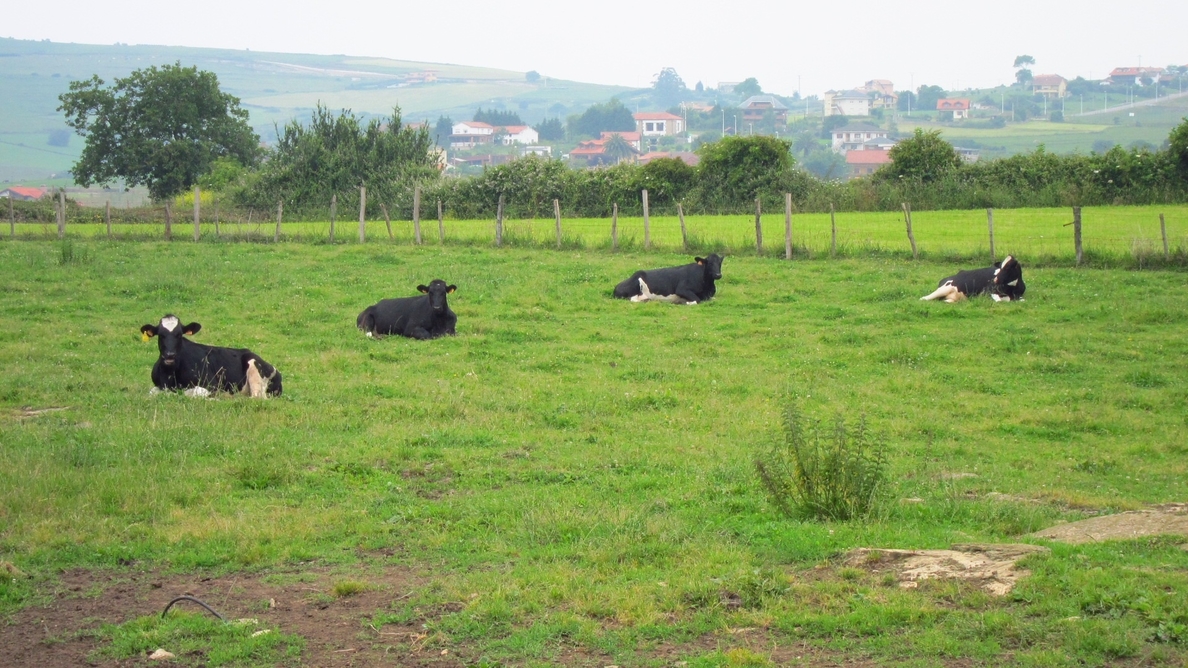 El ganado bovino crece un 68,6% en un año en Cantabria aunque las vacas de ordeño se reducen un 17%