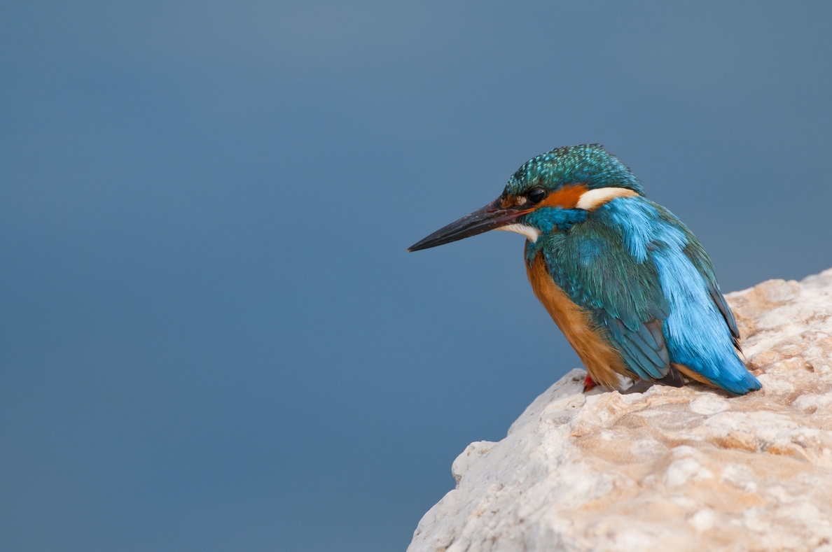 »La Guía de las Aves del Puerto de Tarragona» recoge 92 especies
