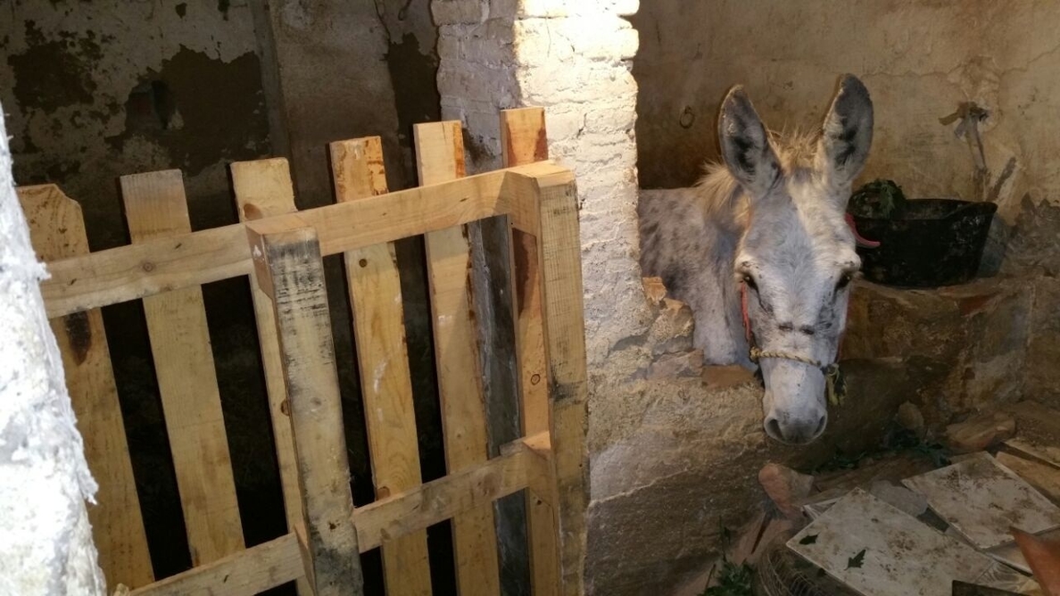 Rescatan a un burro herido de un bajo de cuatro metros en Burjassot (Valencia)