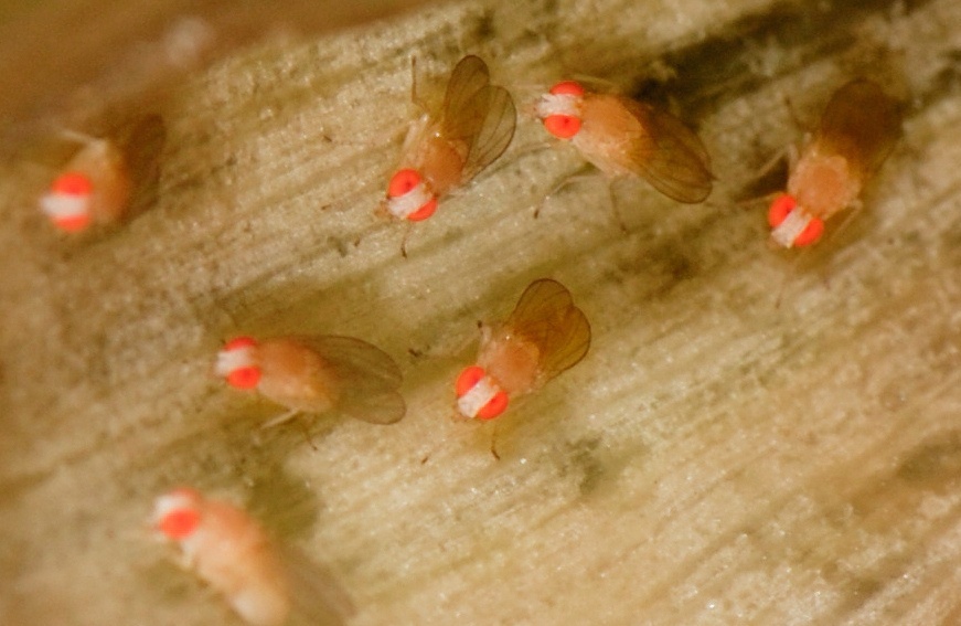Alertan de la posible suelta en España de 1,8 millones de moscas transgénicas