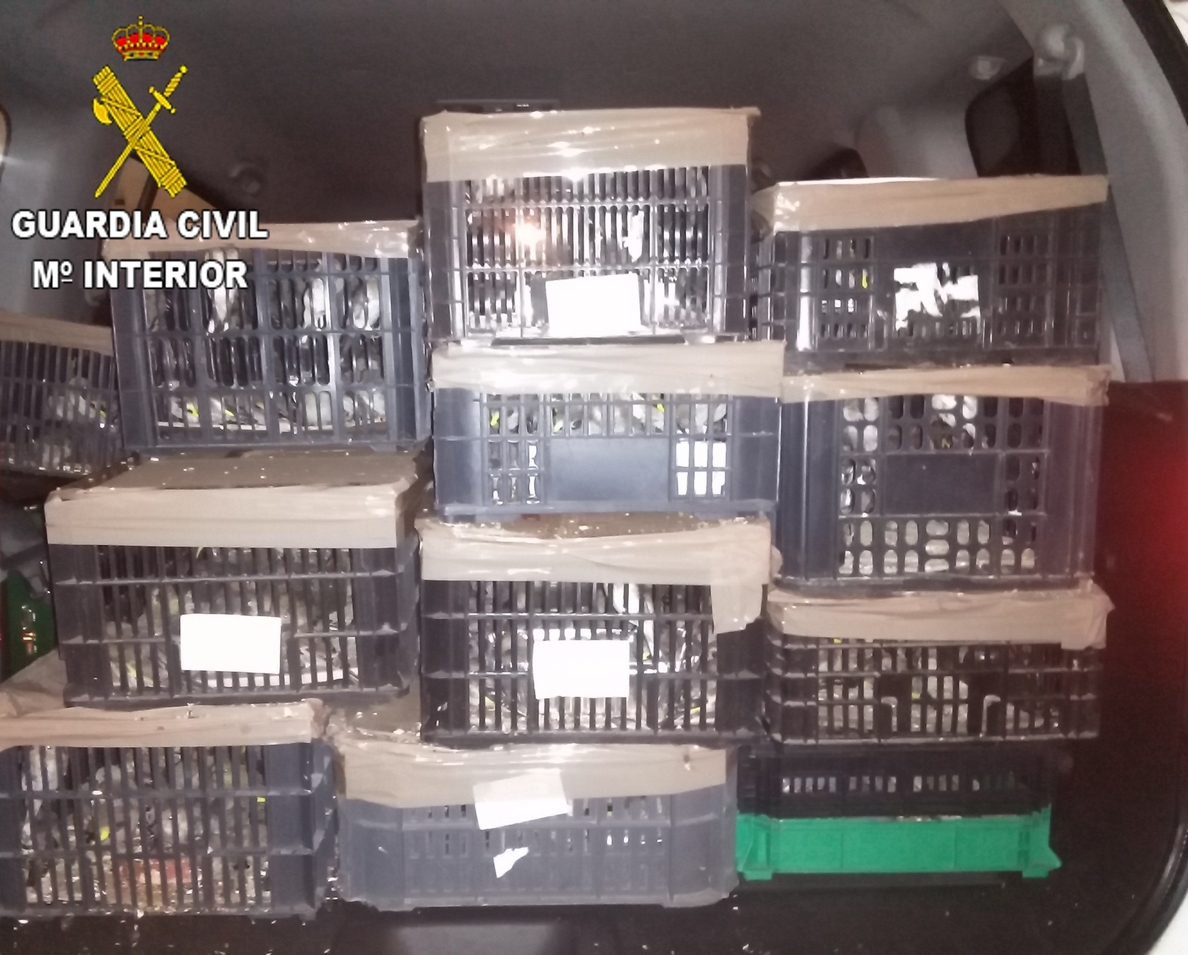 La Guardia Civil interviene cerca de 700 aves en el maletero de un vehículo en Sagunto