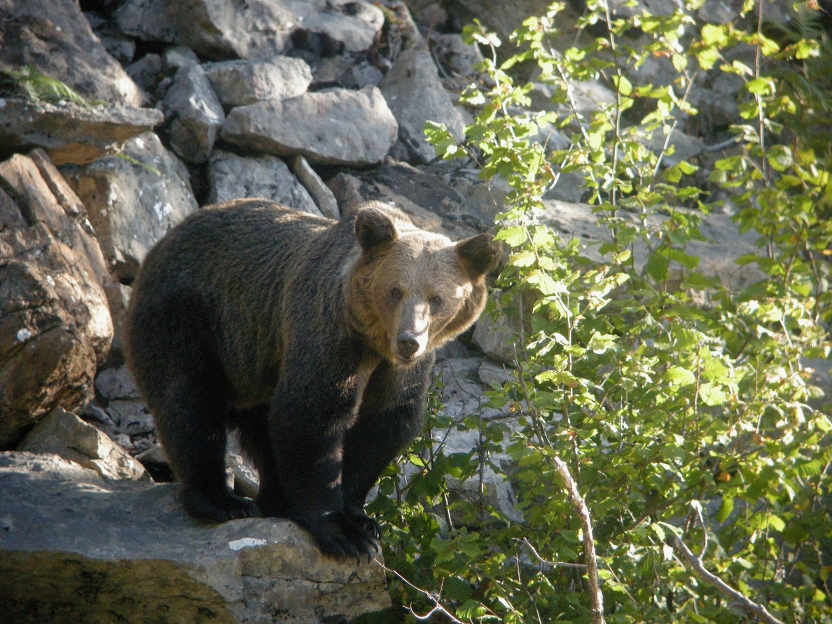 La Comisión Estatal para el Patrimonio Natural y la Biodiversidad actualiza la estrategia de conservación del oso pardo