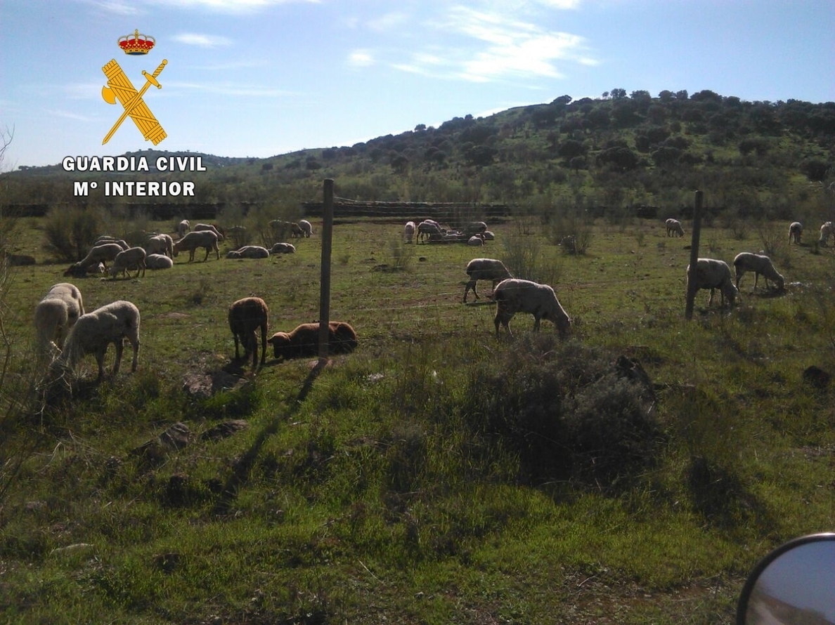 Imputado un pastor por llevar su ganado a una zona con flora protegida en Los Santos de Maimona (Badajoz)