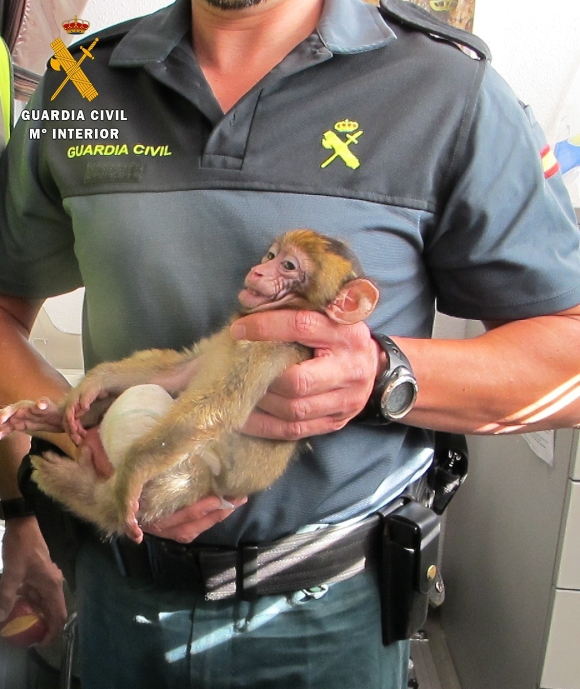 Decomisan en Mérida una cría de mono protegido de África transportado clandestinamente con destino a Bélgica