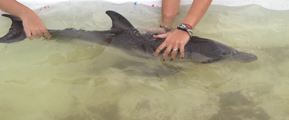 Fallece una cría de delfín tras ser rescatada del agua en una playa de Marbella