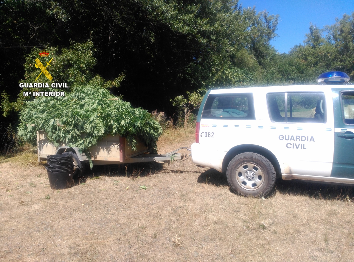 Dos detenidos por cultivar 150 plantas de marihuana en Almanza (León) y el dueño de la finca por no denunciarlo