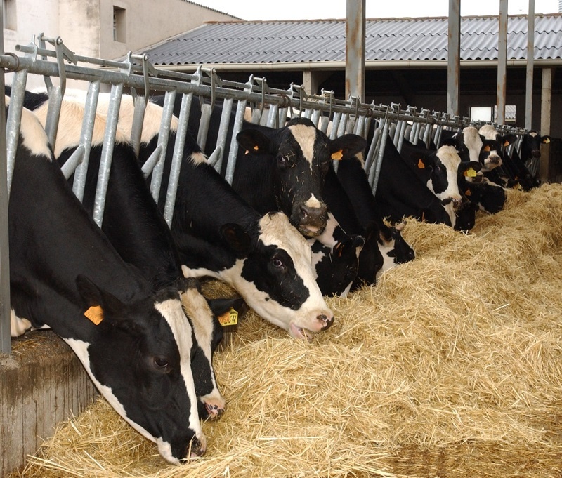 El precio de la leche vuelve a bajar en julio en Galicia hasta 27,6 céntimos y sigue como el más bajo de España