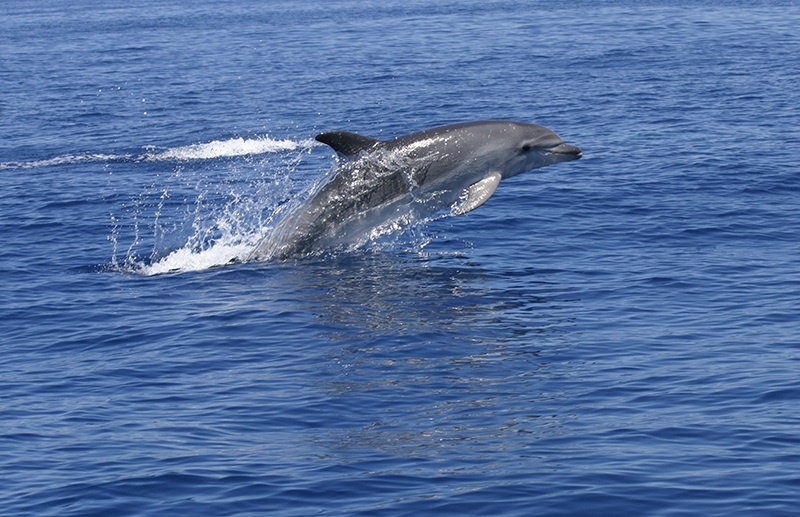 Las actividades recreativas en áreas marinas protegidas perjudican al delfín mular, presente en Baleares