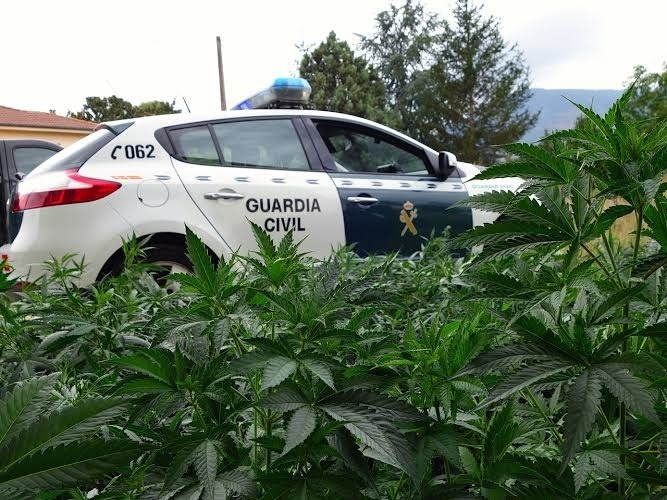 Dos detenidos por una plantación de marihuana en San Felices de Buelna