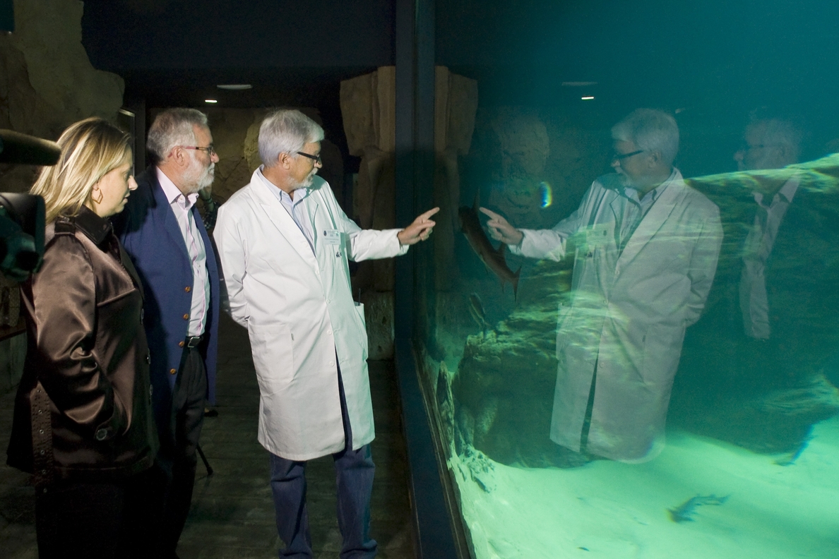 Nace una musola en el Museo Marítimo del Cantábrico