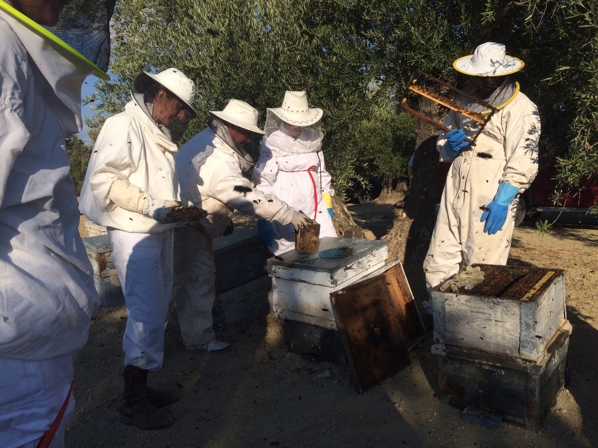 La producción de miel cae a los 252.000 kilos en esta campaña por las altas temperaturas veraniegas, según COAG