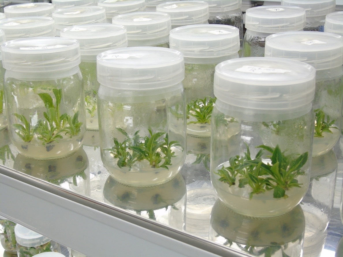 Agricultura revoluciona las técnicas de propagación »in vitro» de plantas mediante el empleo de CO2