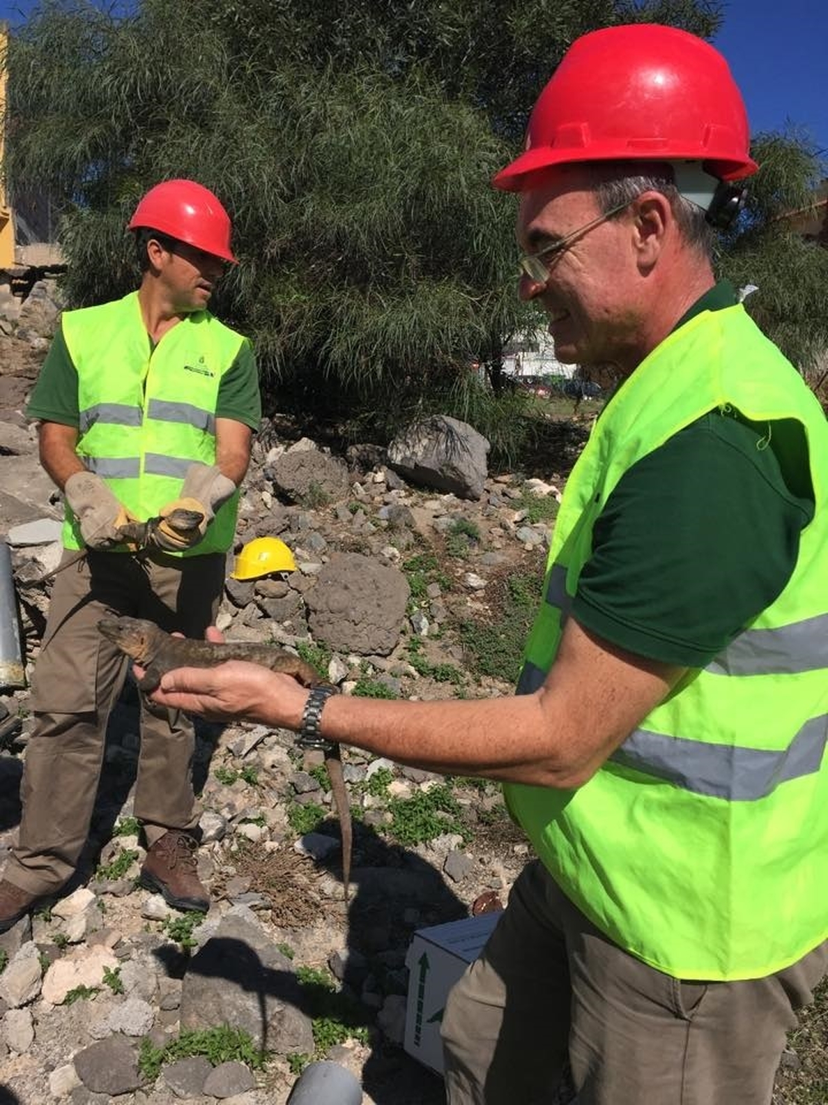Personal del Cabildo de Gran Canaria rescatará a más de un millar de lagartos gigantes en Tamaraceite
