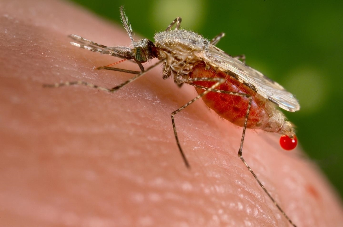 Científicos crean mosquitos que pueden introducir rápidamente genes que bloquean la malaria