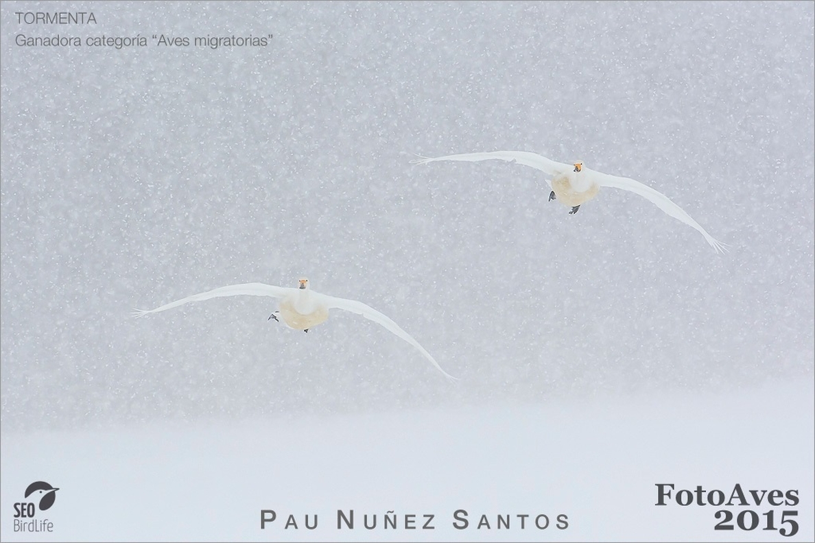 La imagen del aterrizaje de dos cisnes en una tormenta de nieve en Japón  gana el Premio FotoAves 2015 de SEO/BirdLife