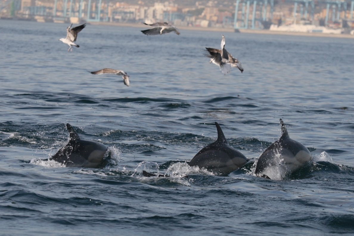 Científicos y voluntarios de Circe actualizan el censo de delfín común en la Bahía de Algeciras