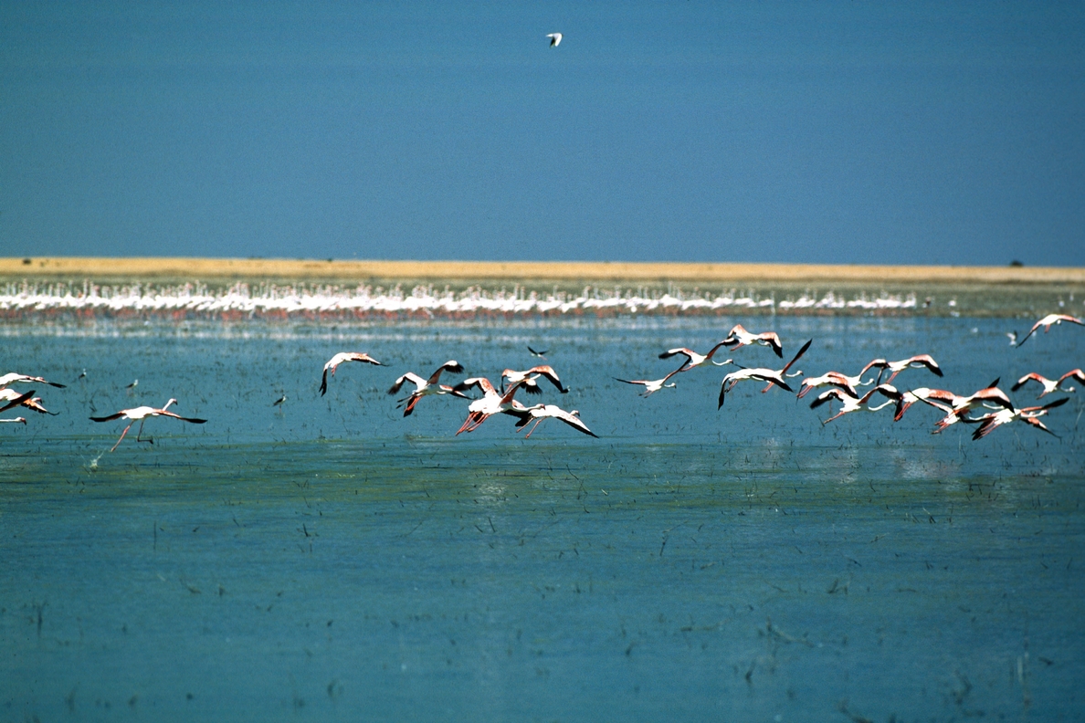 El 40% de las aves que invernan en el Mediterráneo occidental viven en humedales españoles, según Medio Ambiente