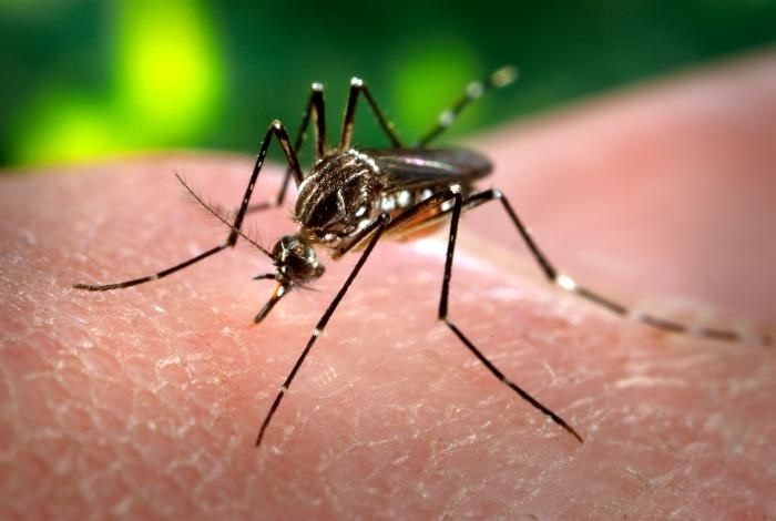 CSIF elabora una guía con información y recomendaciones sobre el virus Zika
