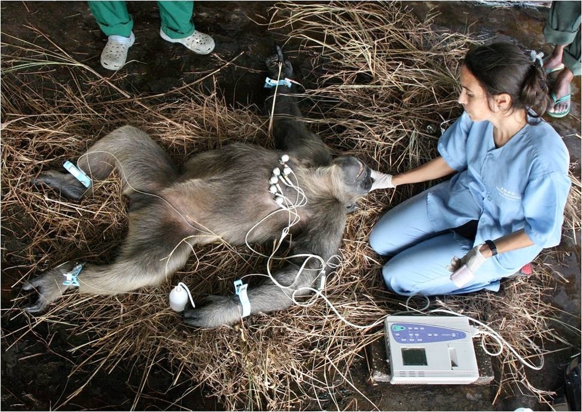 El electrocardiograma puede prevenir la muerte súbita de los chimpancés, según una investigación de la UCM en el Congo