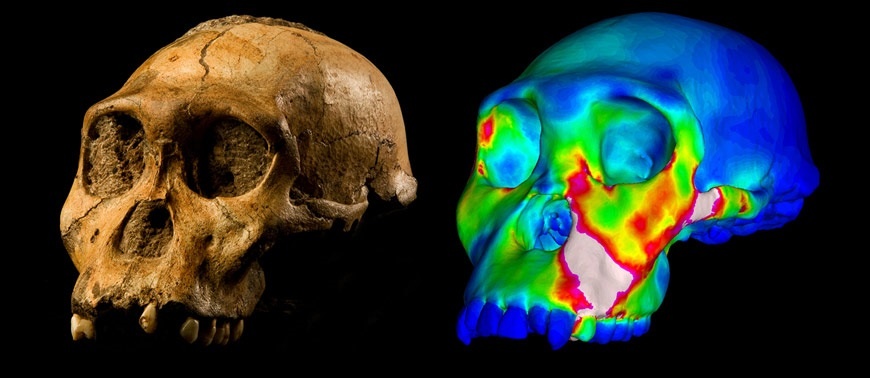 El Australopithecus sediba tenía una mandíbula »humanizada»
