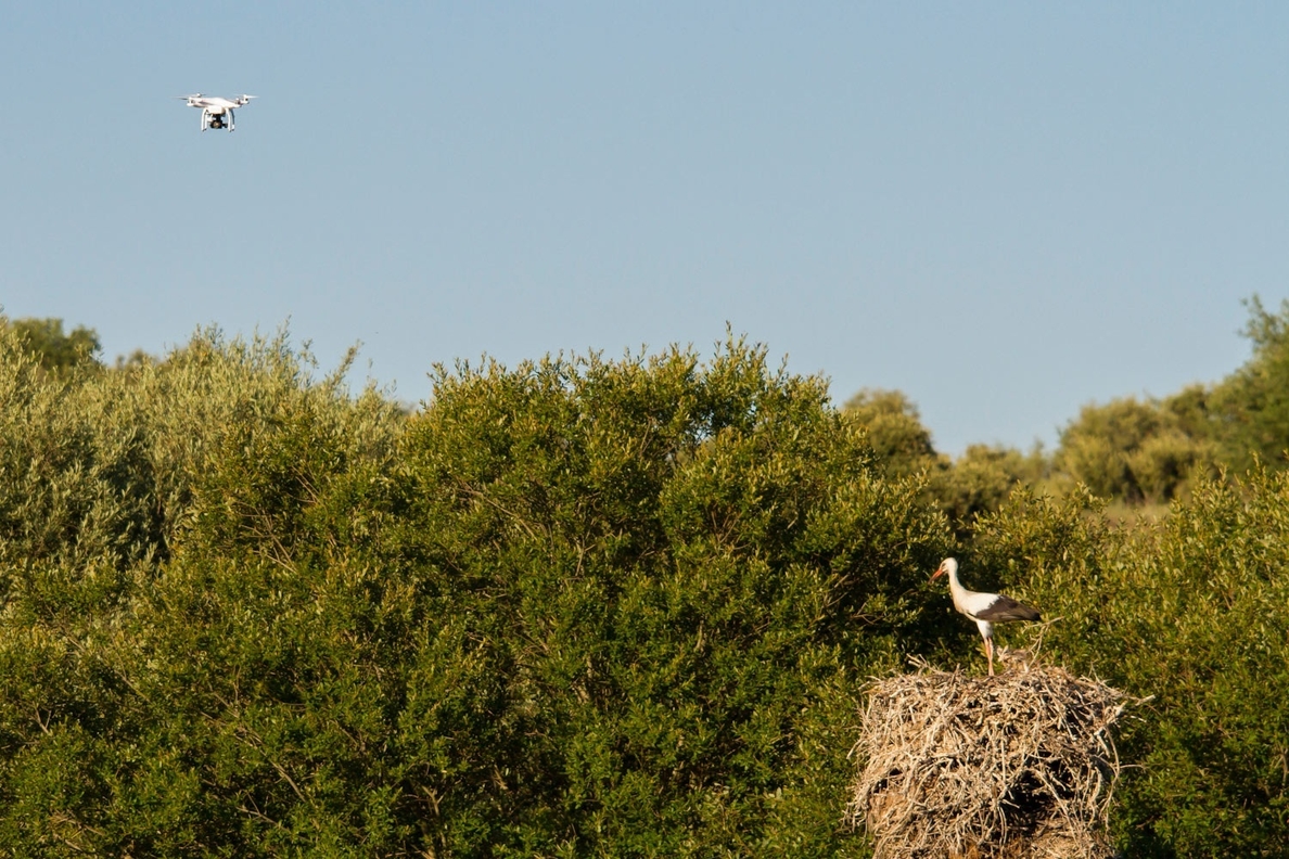 La UEx diseña un protocolo científico para el seguimiento de aves a través de drones