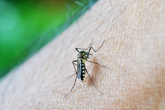 Científicos identifican una diana terapéutica para el virus del dengue