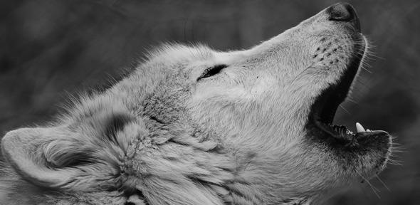 Especies de lobo utilizan »dialectos del aullido»