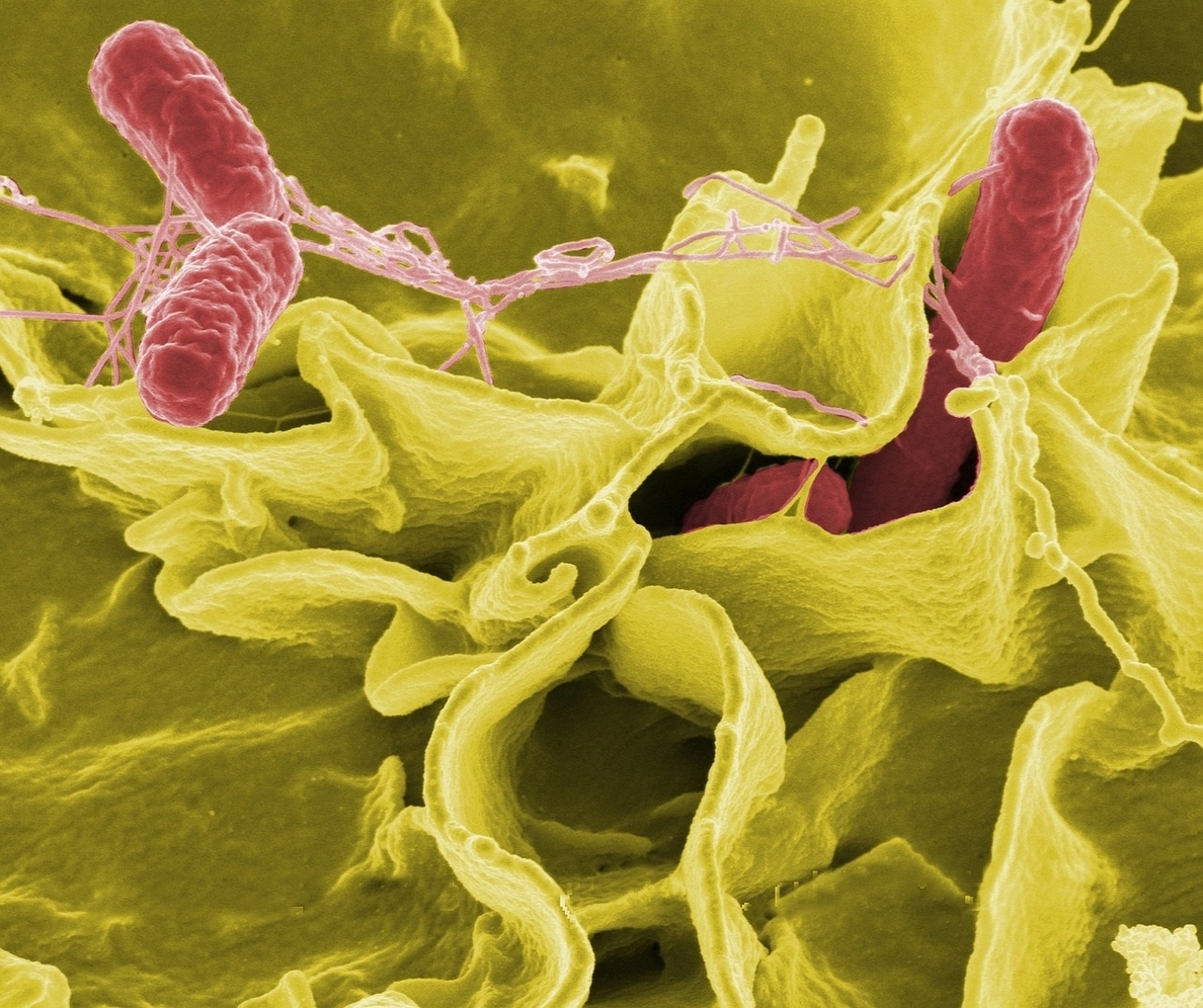 La UE alerta del aumento de las resistencias a antimicrobianos de las bacterias presentes en alimentos