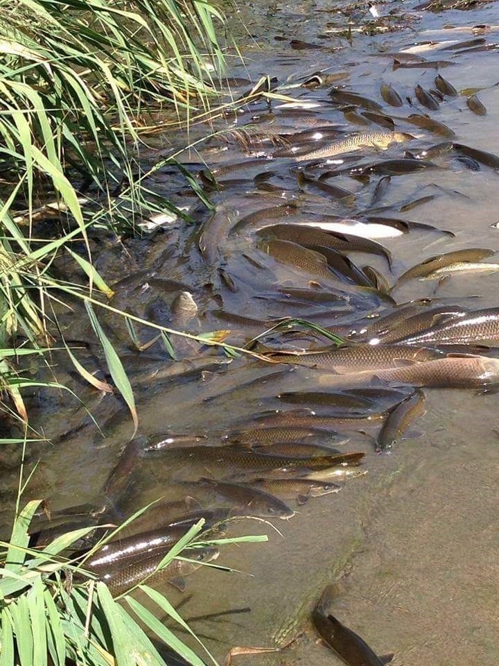 Denuncian la aparición de peces muertos en el Henares por el incendio de Chiloeches