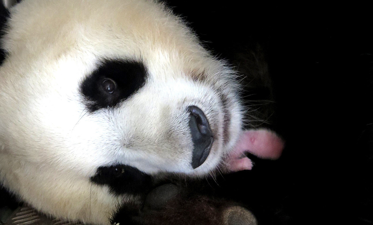 Nace un hembra de oso panda gigante en el zoo de Madrid