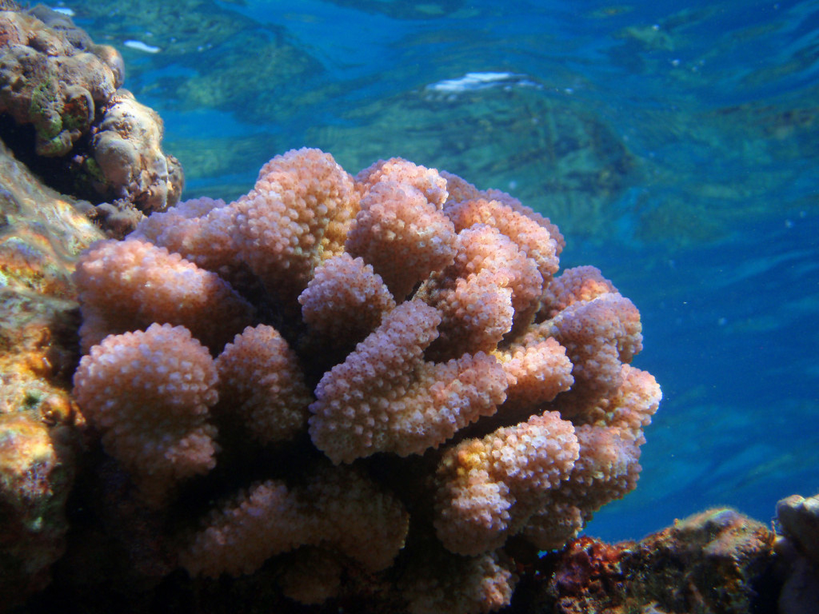 La conservación, la mejor medicina para salvar los arrecifes de coral