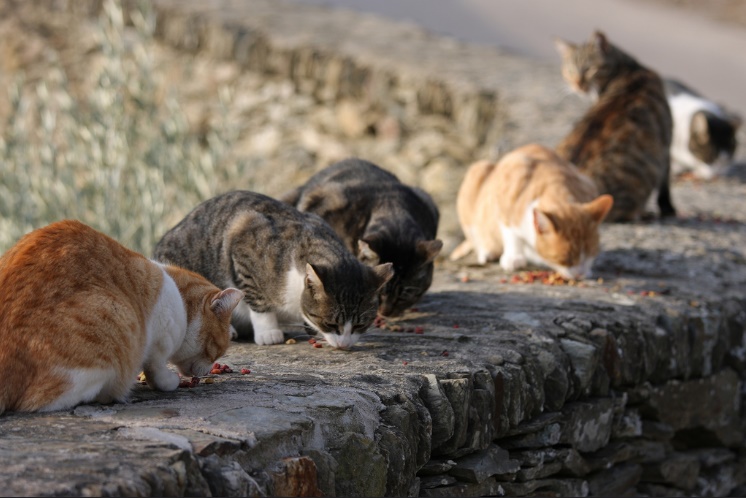 Una segunda oportunidad para los gatos callejeros: nueva vida tras el rescate