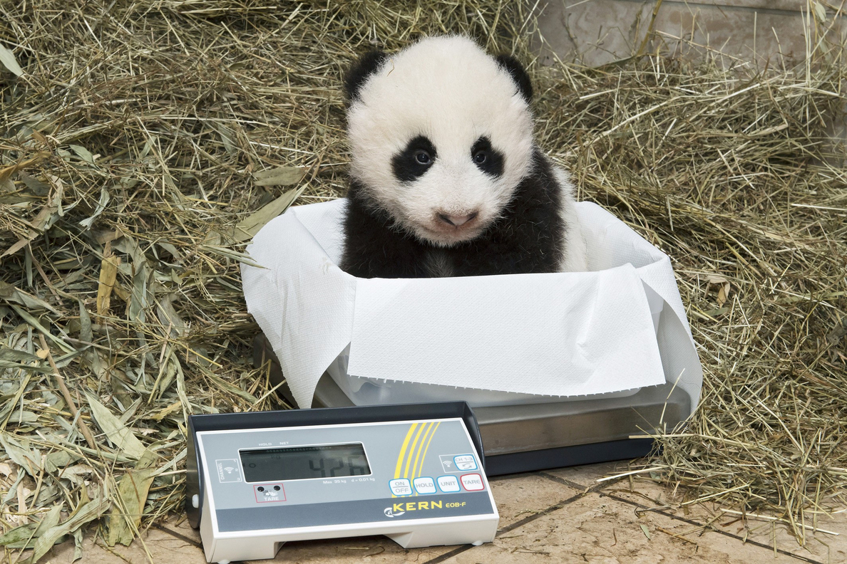 El Zoo de Viena elige llamar Fu Ban y Fu Feng a sus crías de oso panda