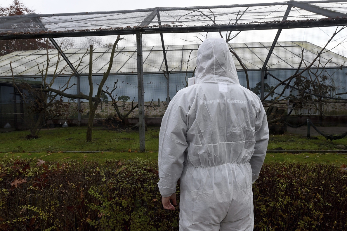 Francia sube a «elevado» el riesgo de gripe aviar por las granjas infectadas