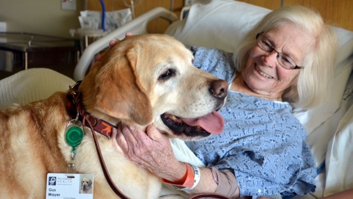 Los perros llegan a los hospitales de Madrid para ayudar  a «curar» a niños y mayores