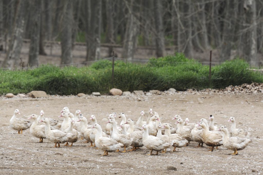 La gripe aviar alcanza a otras 2 granjas y obliga a sacrificar a 2.700 patos más