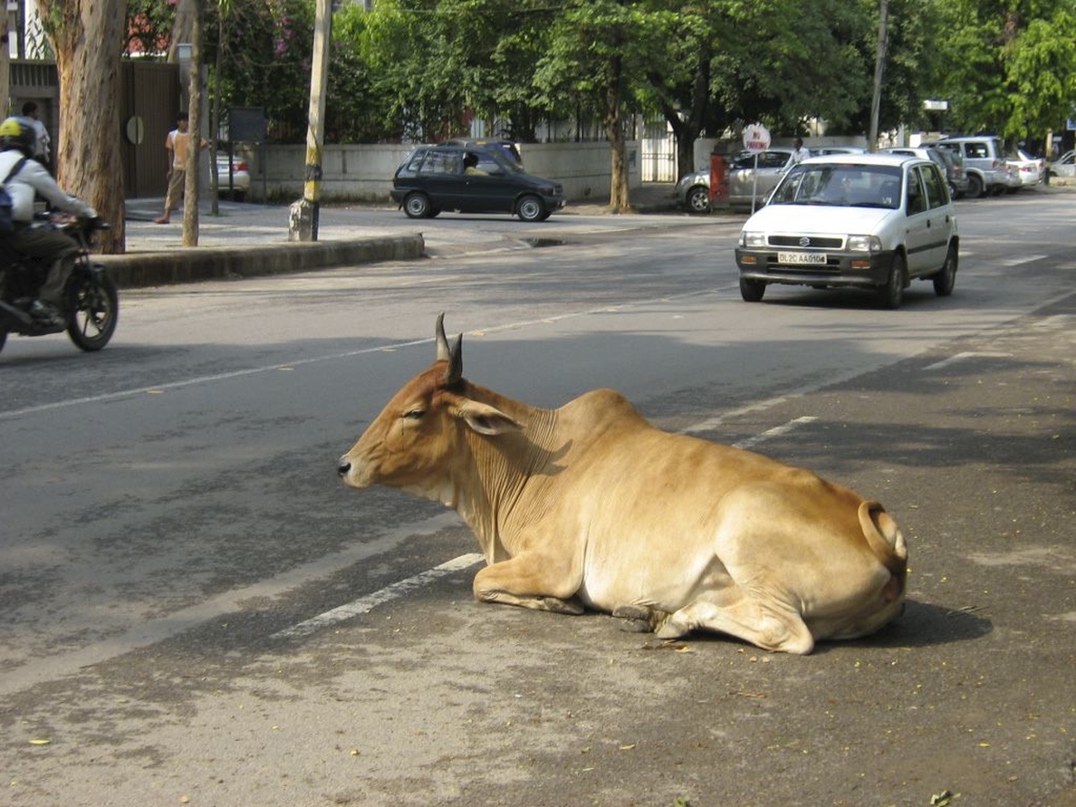 Un estado indio aprueba penas de cadena perpetua por matar vacas