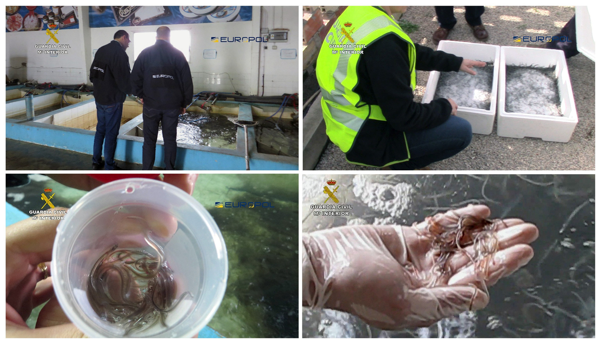 Europa contra el tráfico de angulas: 4.000 kilos incautados y 48 detenidos