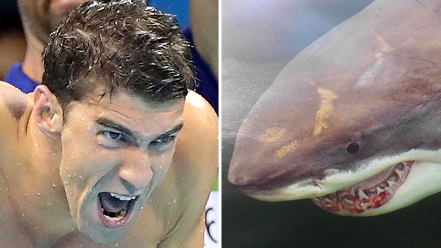Michael Phelps se enfrentará al gran tiburón blanco por ser el rey del océano
