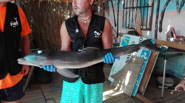 Muere una cría lactante de delfín en Mojácar hostigada por los bañistas