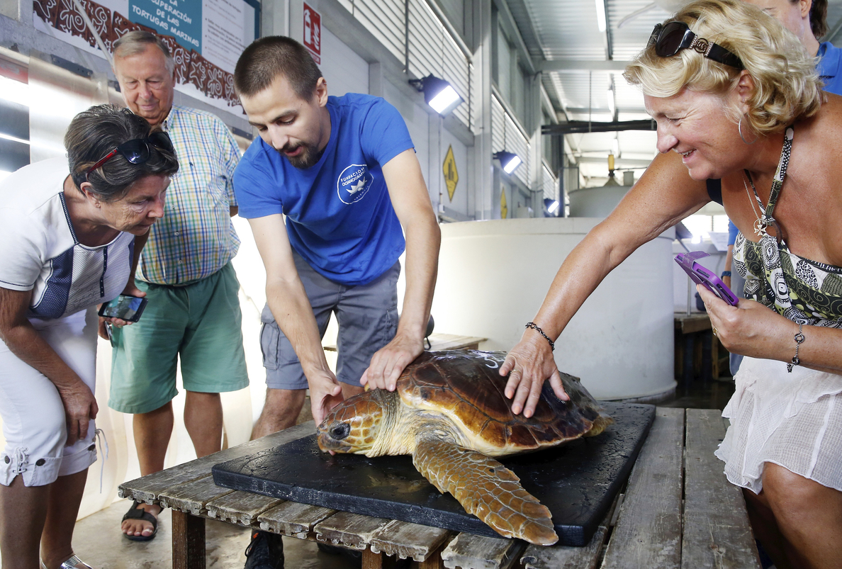 Cuatro franceses se reencuentran con la tortuga que salvaron en alta mar