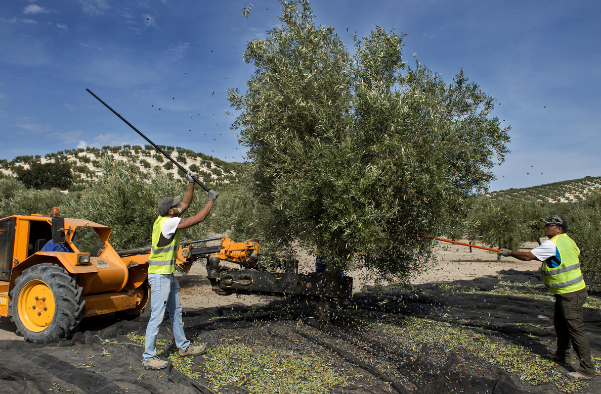 La Junta de Andalucía prevé la reducción de un 15,8% de la cosecha de aceite por las pocas lluvias