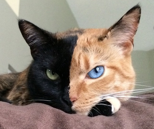 »Quimera», la gata de las dos caras que arrasa en internet