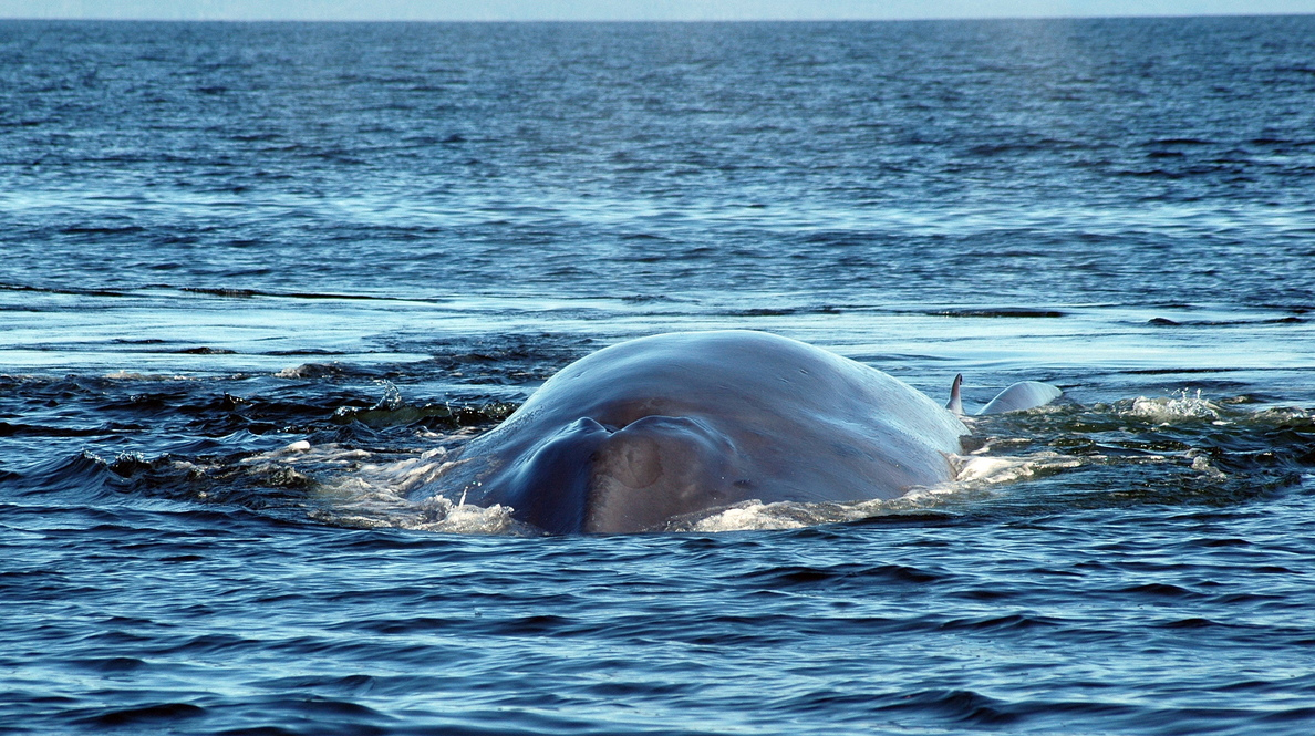 Las ballenas azules son diestras a profundidad y zurdas en la superficie