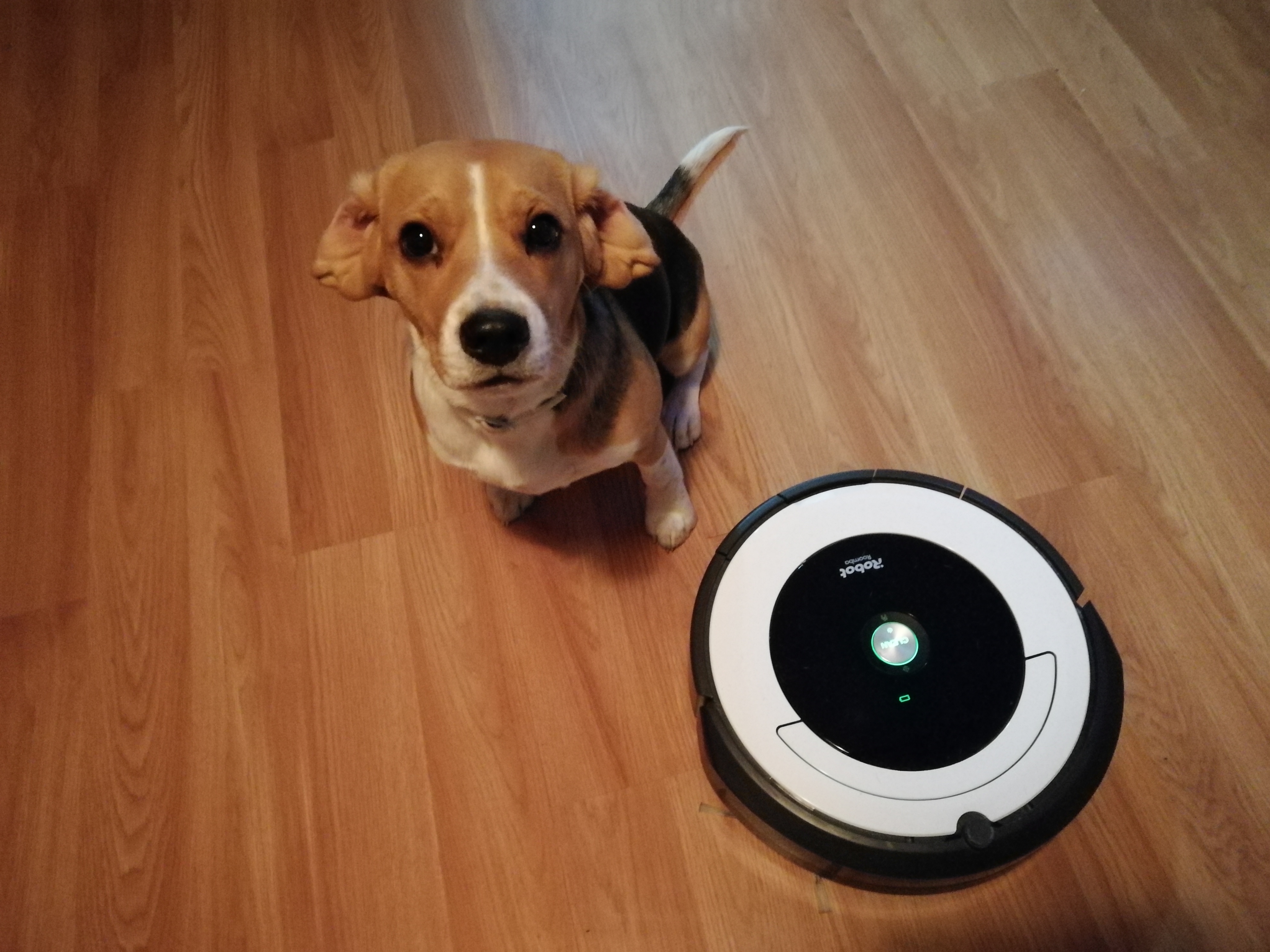 Roomba & Lola: cómo un robot aspirador puede hacer también de canguro