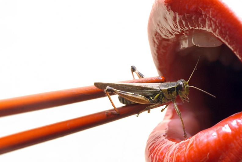 Incluir insectos en alimentos ya es legal en España: ¿conoces sus beneficios?