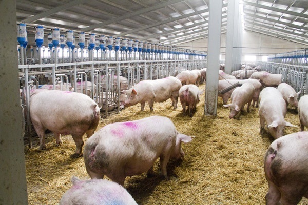 El porcino español factura un 15% más en 2017, hasta 15.000 millones y dispara un 13% sus exportaciones