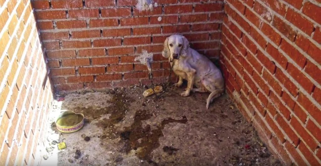 Juzgan este miércoles a un cazador por presunto maltrato a 55 perros en su finca de Villa del Prado (Madrid)