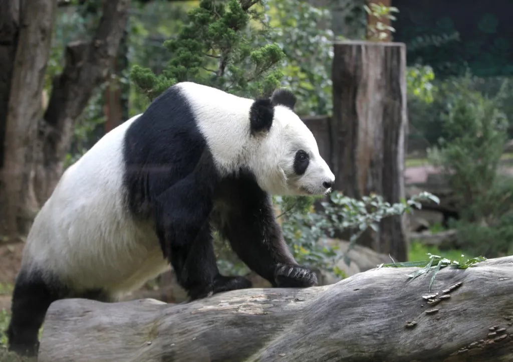Ciudad de México, el hogar de los únicos pandas que no pertenecen a China